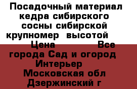 Посадочный материал кедра сибирского (сосны сибирской) крупномер, высотой 3-3.5  › Цена ­ 19 800 - Все города Сад и огород » Интерьер   . Московская обл.,Дзержинский г.
